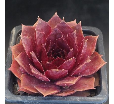 Sempervivum SABANDEN