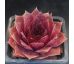 Sempervivum SABANDEN