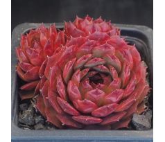 Sempervivum SACHA