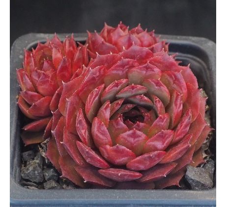 Sempervivum SACHA