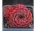 Sempervivum SACHA