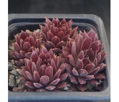 Sempervivum SAND ROD