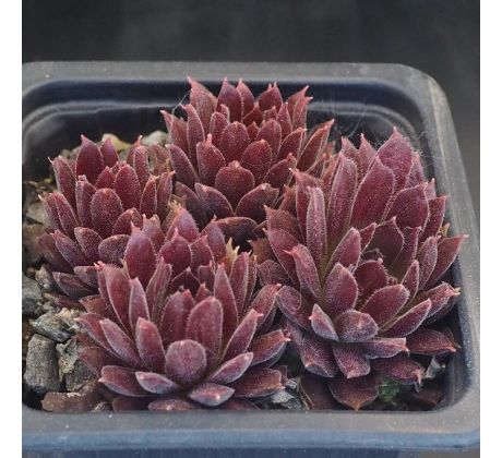 Sempervivum SAND ROD