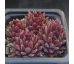 Sempervivum SAND ROD