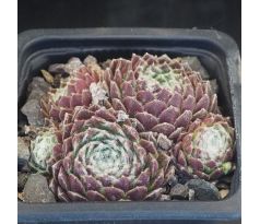 Sempervivum NARDA