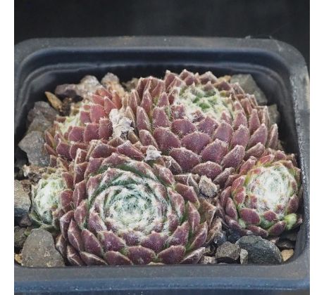 Sempervivum NARDA