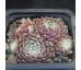 Sempervivum NARDA