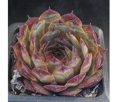 Sempervivum NEGRO BOY