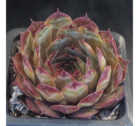 Sempervivum NEGRO BOY