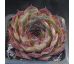Sempervivum NEGRO BOY