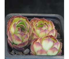 Sempervivum NEMRUT DAGI