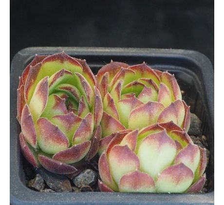 Sempervivum NEMRUT DAGI