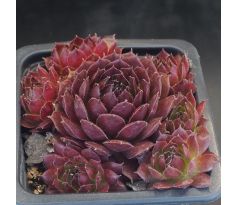 Sempervivum NERO