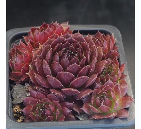 Sempervivum NERO
