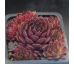 Sempervivum NERO