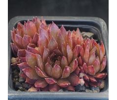 Sempervivum NEUREAN PASTELL
