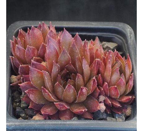 Sempervivum NEUREAN PASTELL