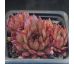 Sempervivum NEUREAN PASTELL