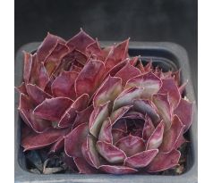 Sempervivum NINOGA