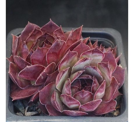 Sempervivum NINOGA