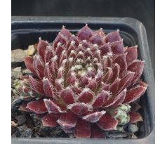 Sempervivum NOELLIE