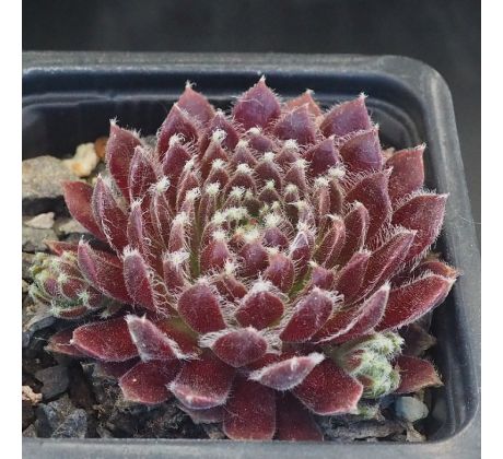Sempervivum NOELLIE