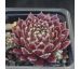Sempervivum NOELLIE