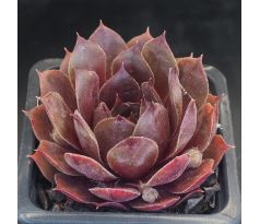 Sempervivum OLD ROSE