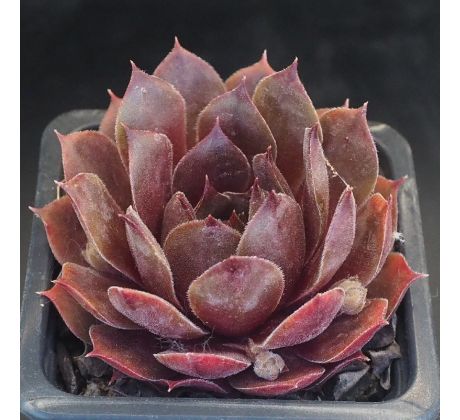 Sempervivum OLD ROSE