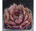 Sempervivum OLD ROSE