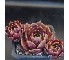 Sempervivum OMEGA