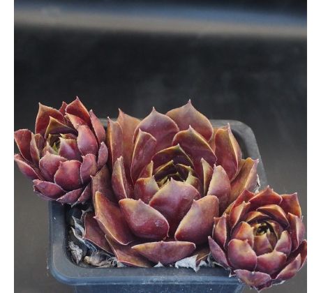 Sempervivum OMEGA