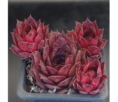 Sempervivum OPHELIA