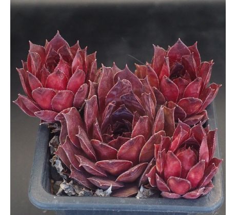 Sempervivum OPHELIA