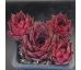 Sempervivum OPHELIA
