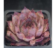 Sempervivum ORANGE FLUSH
