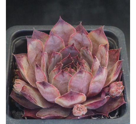 Sempervivum ORANGE FLUSH