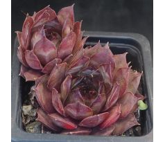 Sempervivum ORTENSIA