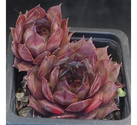 Sempervivum ORTENSIA