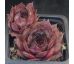 Sempervivum ORTENSIA