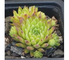Sempervivum ORY