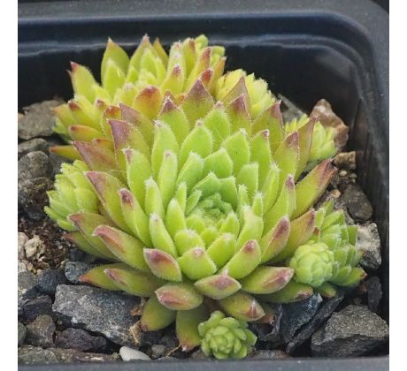 Sempervivum ORY