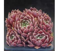 Sempervivum OUVERTURE