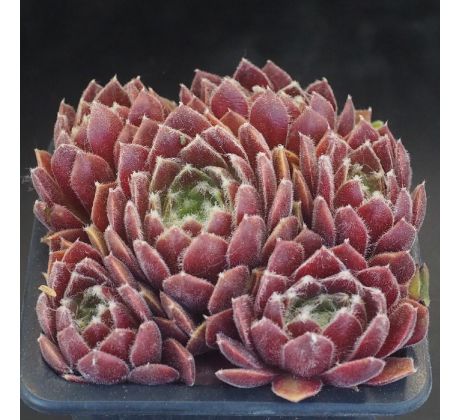 Sempervivum OUVERTURE