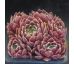 Sempervivum OUVERTURE