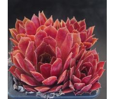 Sempervivum ROSE QUARTZ