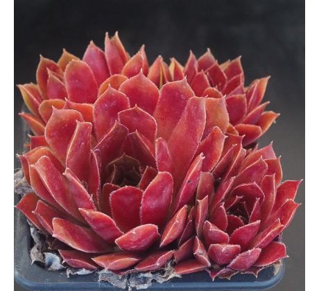 Sempervivum ROSE QUARTZ