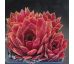 Sempervivum ROSE QUARTZ