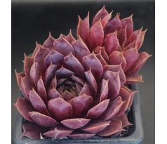 Sempervivum PACIFIC JORDAN