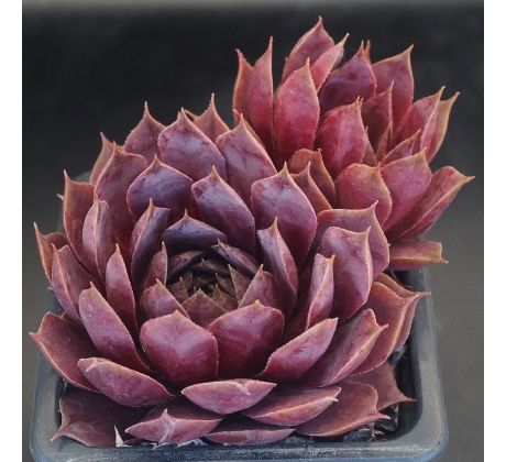 Sempervivum PACIFIC JORDAN
